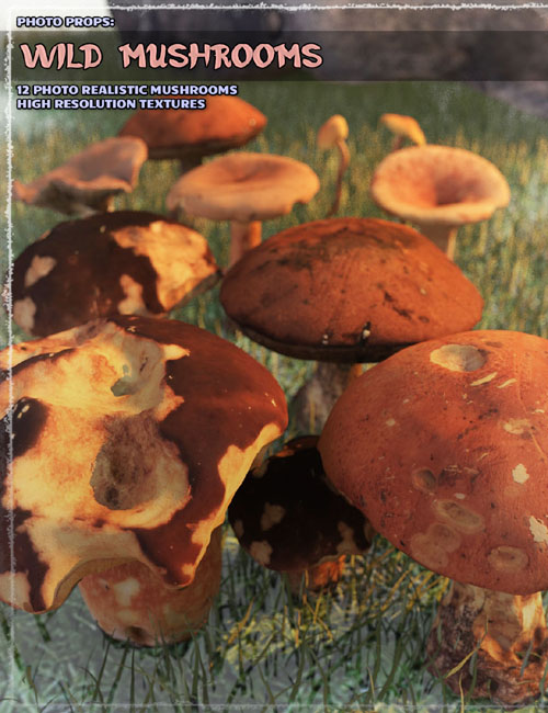 Photo Props: Wild Mushrooms