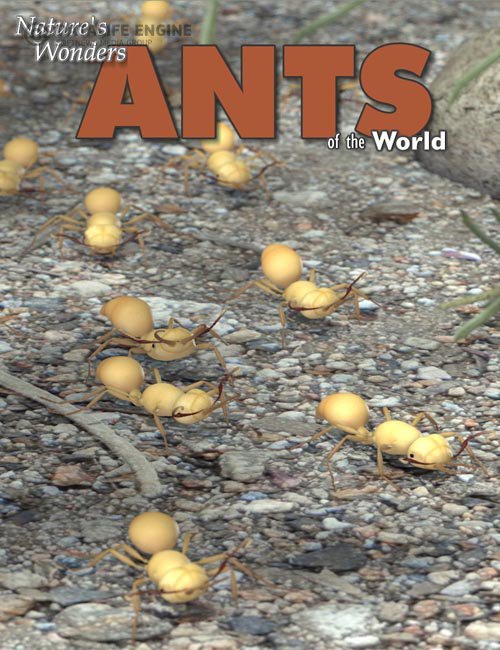 Nature's Wonders Ants